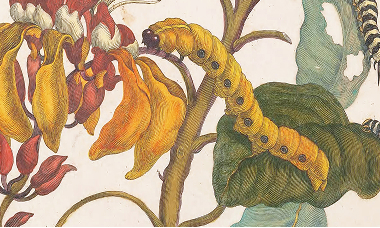 Illustration of small caterpillar amongst branches